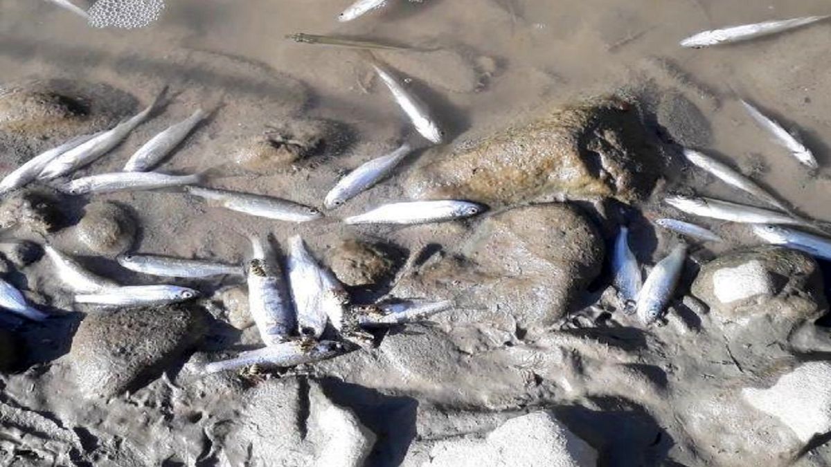 تلف شدن ماهیان رودخانه دز به دلایل نامشخص