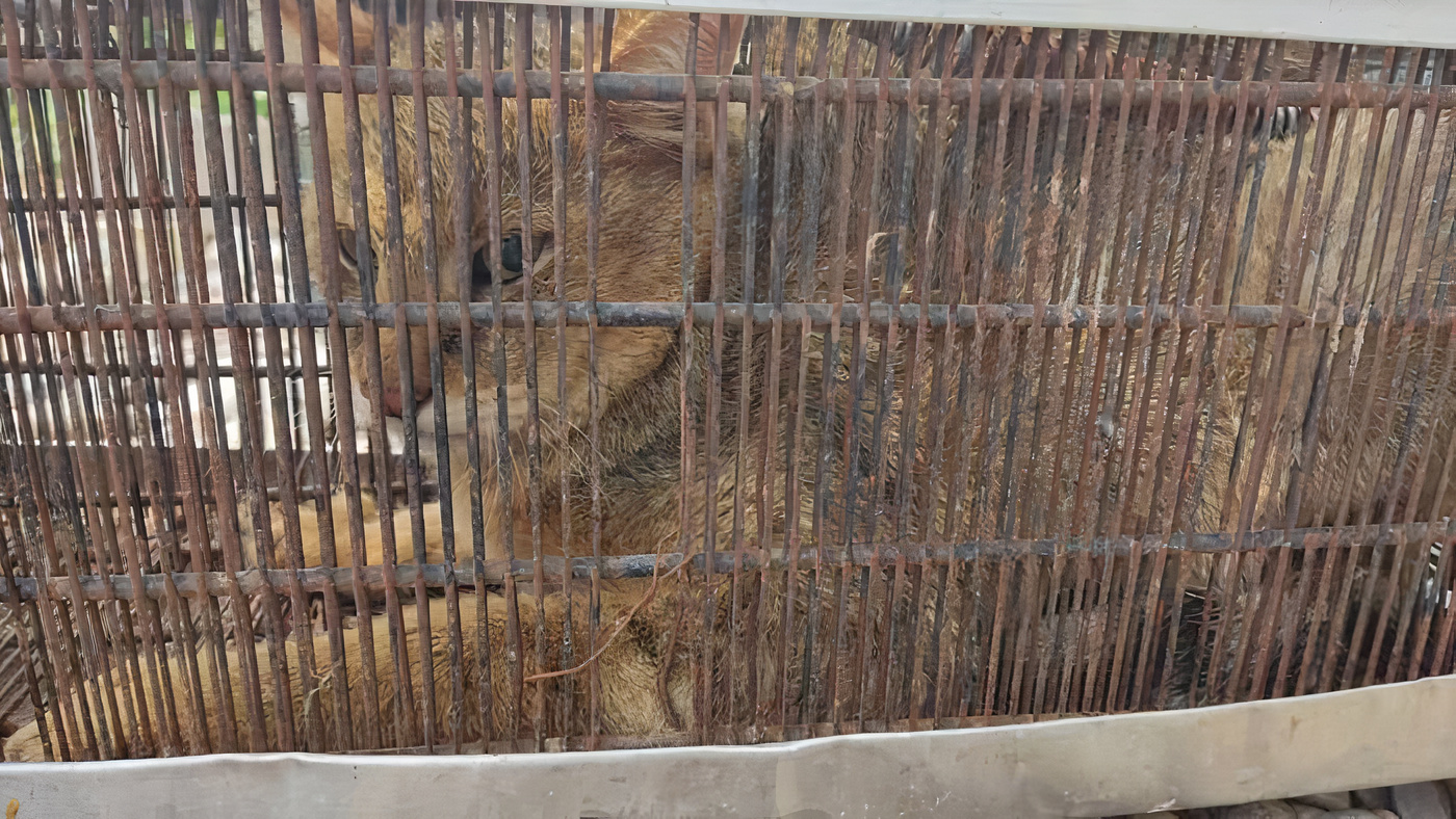 نجات یک قلاده گربه جنگلی توسط دوستداران محیط زیست دزفول