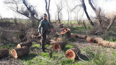 قلع و قمع درختان جنگلی با سرعت ادامه دارد