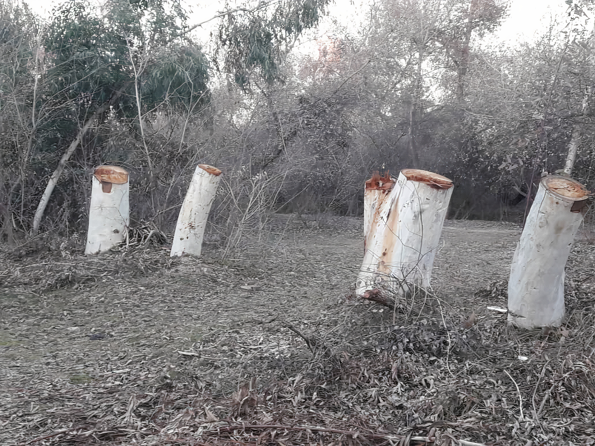 عاملان قطع درختان بیشه عباس آباد دزفول دستگیر شدند