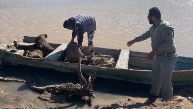 قاچاق چوب توسط برخی ماهیگیران در پارک ملی دز